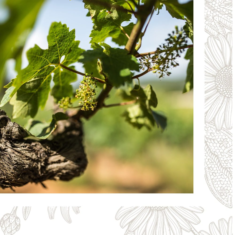 Vignes Sainte Marguerite en Provence