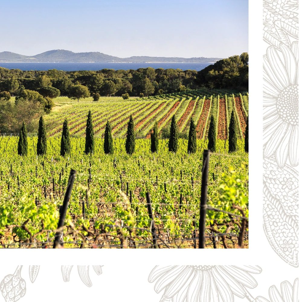 Vignes Sainte Marguerite en Provence