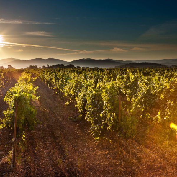 Vignes Sainte Marguerite en Provence